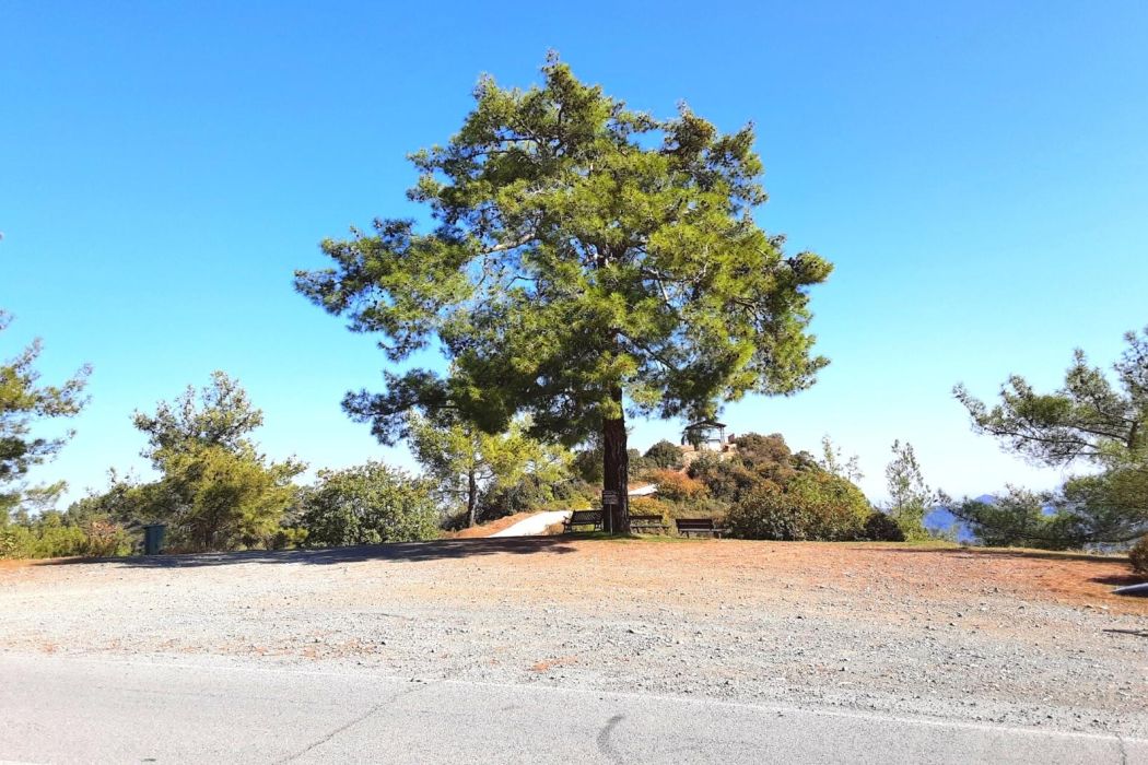 The old pine tree in Vavatsinia